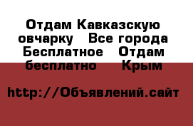 Отдам Кавказскую овчарку - Все города Бесплатное » Отдам бесплатно   . Крым